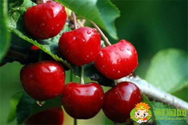最大的樱桃是什么品种,特大樱桃品种排名