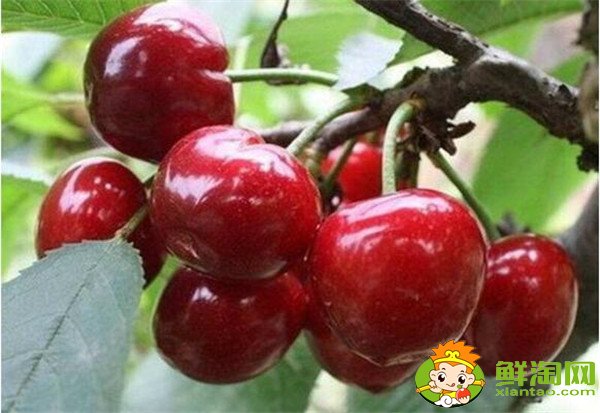 最大的樱桃是什么品种,特大樱桃品种排名