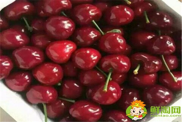 最大的樱桃是什么品种,特大樱桃品种排名