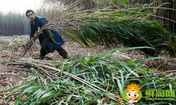 未成熟的柿子怎么催熟最快,柿子怎么催熟最简单的方法(不涩简单)