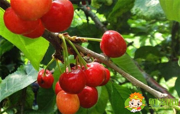 中国樱桃品种排名,中国本土樱桃品种那种最好