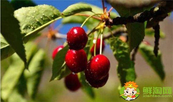 中国樱桃品种排名,中国本土樱桃品种那种最好