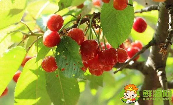 南方樱桃品种哪个好,南方樱桃品种大全图片