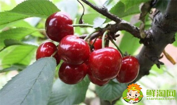 南方樱桃品种哪个好,南方樱桃品种大全图片