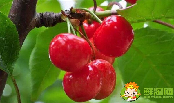 南方樱桃品种哪个好,南方樱桃品种大全图片