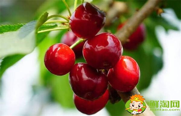 南方樱桃品种哪个好,南方樱桃品种大全图片