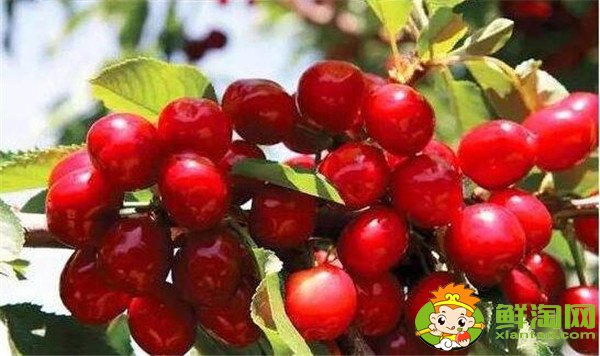 南方樱桃品种哪个好,南方樱桃品种大全图片