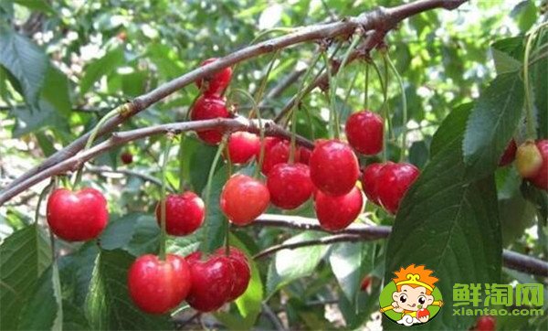 南方樱桃品种哪个好,南方樱桃品种大全图片