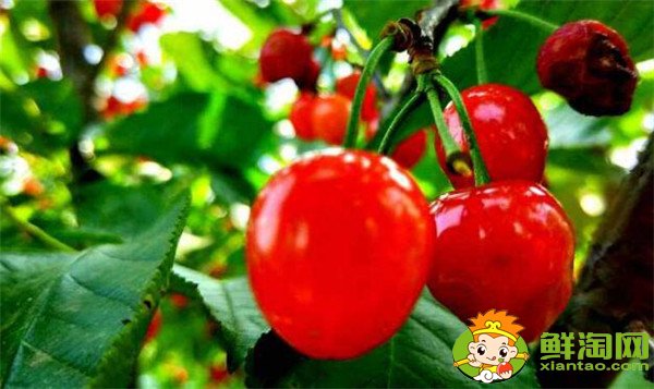 南方樱桃品种哪个好,南方樱桃品种大全图片