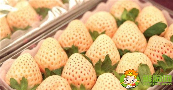 菠萝莓多少钱一斤,菠萝莓和白草莓的区别
