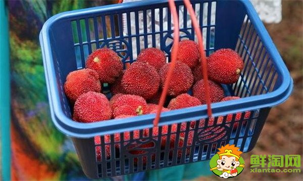 杨梅怎么保存,杨梅怎么保存时间长(晒干杨梅)