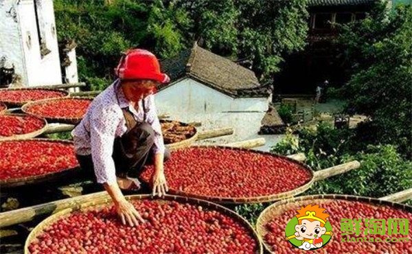 杨梅怎么保存,杨梅怎么保存时间长(晒干杨梅)