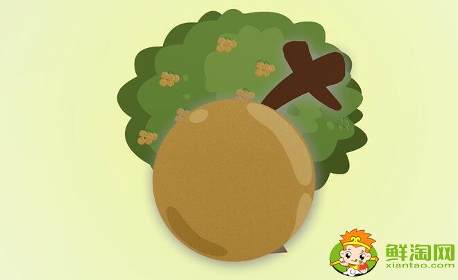 龙眼和桂圆的区别