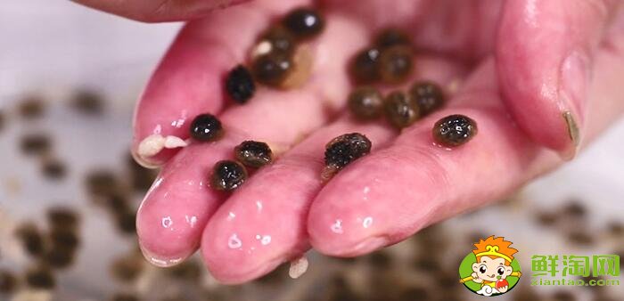 木瓜籽能吃吗(不能直接吃),木瓜籽的食用方法