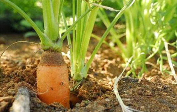 胡萝卜什么时候传入中国,胡萝卜的栽培品种