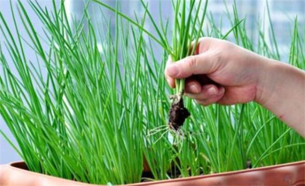 葱的种类及图片大全,小葱专用来做调料