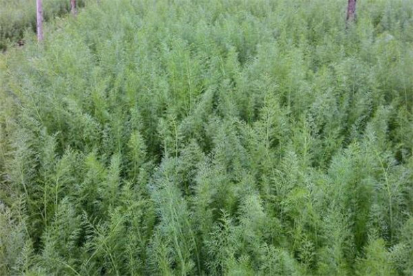 茴香种植时间和方法,茴香种植时间的春秋两季