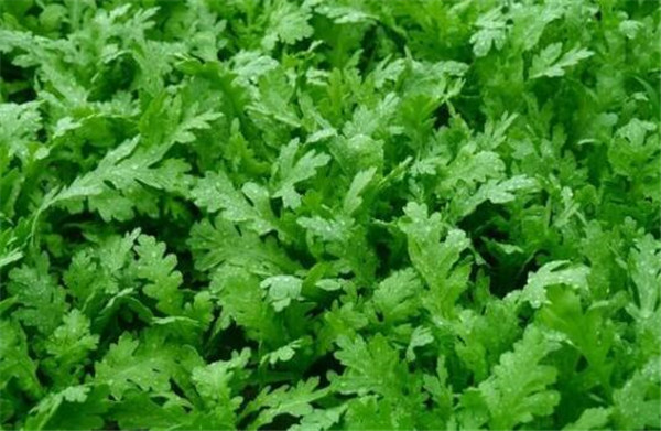 最佳茼蒿的种植时间,茼蒿种植最好选在春秋两季