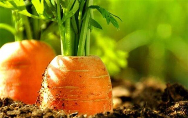 胡萝卜种植时间是什么时候,胡萝卜种植时间(小暑与大暑之间)