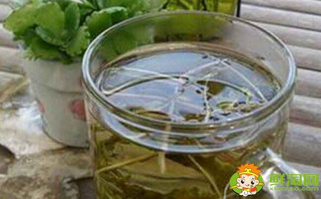 蒲公英水能长期喝吗,蒲公英水能长期喝