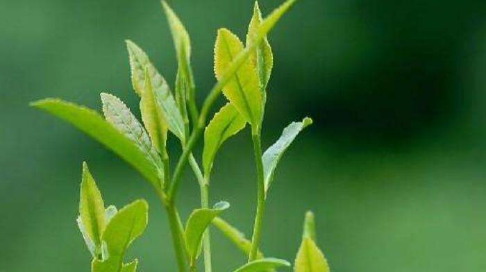 西湖龙井茶是绿茶吗,龙井茶的功效与作用