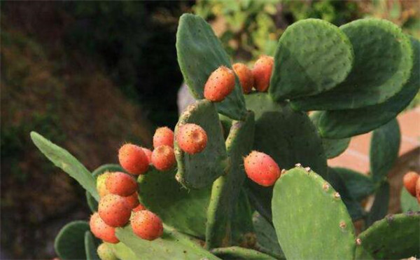 仙人掌果泡水有什么功效,仙人掌果泡水的功效与作用