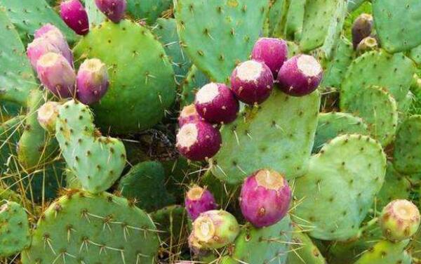 仙人掌果泡水喝有什么作用,仙人掌果泡水喝有什么好处
