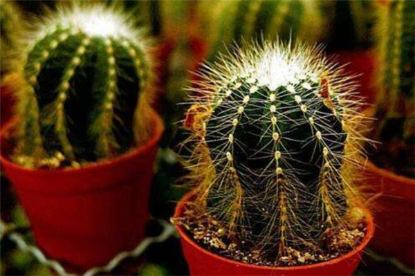 仙人掌的水分储存在哪里,仙人掌为什么会储存那么多水分