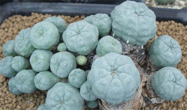 哪种仙人掌果实不能吃,不能吃的仙人掌图片