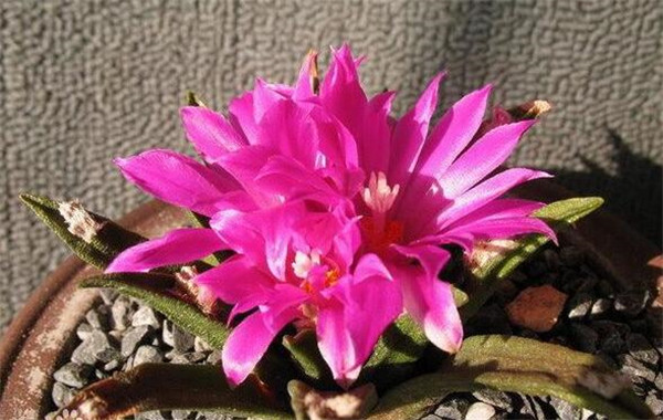 哪种仙人掌果实不能吃,不能吃的仙人掌图片