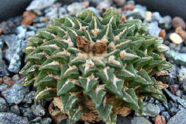 哪种仙人掌果实不能吃,不能吃的仙人掌图片