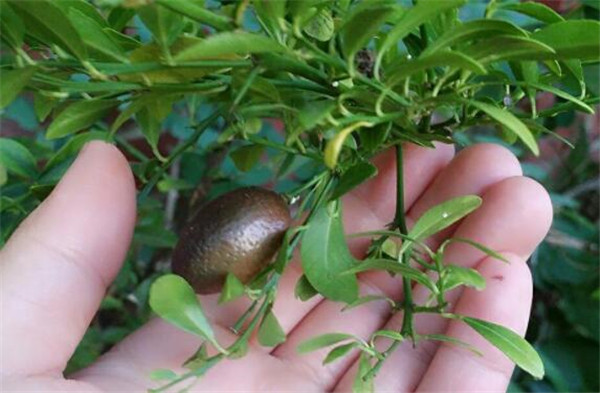 澳洲指橙有什么功效，澳洲指橙药用价值