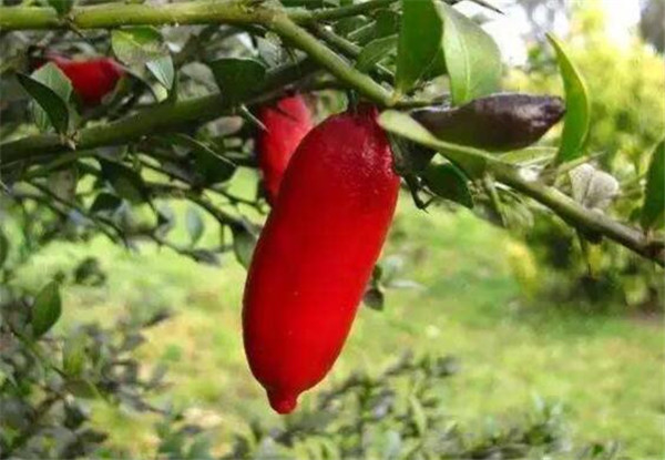 澳洲指橙有什么功效，澳洲指橙药用价值