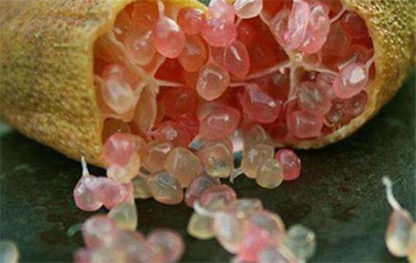 澳洲指橙哪个品种好吃,澳洲指橙吃了会胖吗