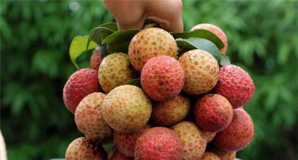 新鲜荔枝上火吗,荔枝的功效与作用