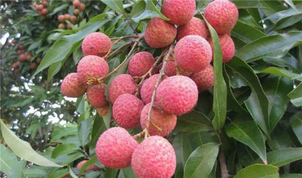 白糖罂荔枝什么时候熟,白糖罂荔枝什么时候上市