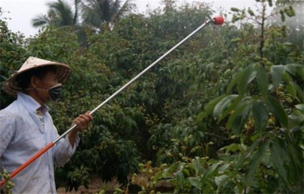 白糖罂荔枝现在打什么药最好,白糖罂荔枝管理新技术