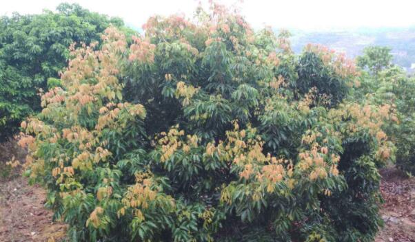 白糖罂荔枝现在打什么药最好,白糖罂荔枝管理新技术