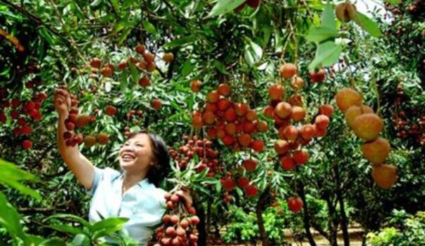 白糖罂荔枝现在打什么药最好,白糖罂荔枝管理新技术