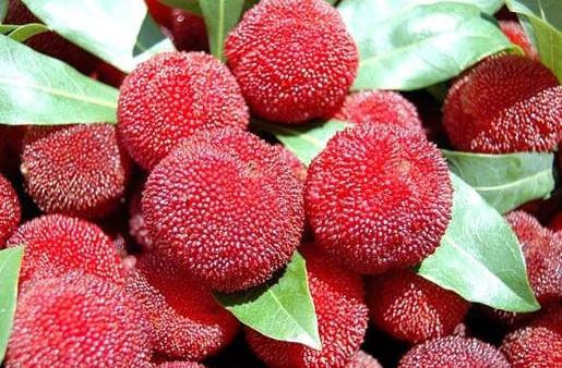 煮杨梅上火吗,杨梅用冰糖煮过吃上火吗