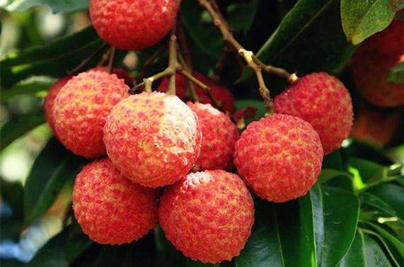 荔枝怎样吃不会上火,荔枝和什么一起吃不容易上火