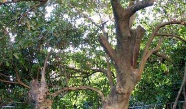 世界上最大的荔枝树有多大,中国最古老的荔枝树在哪里