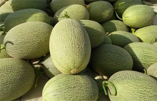 哈密瓜怎么挑好吃,哈密瓜和西洲蜜有什么区别