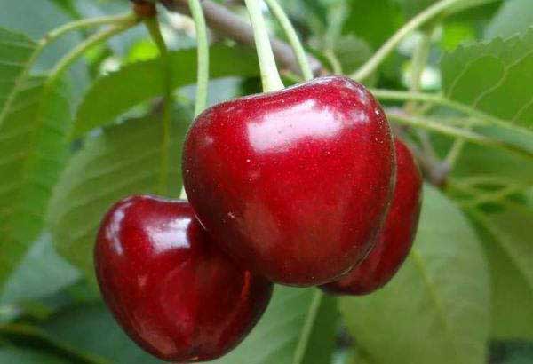 大樱桃上火吗,吃大樱桃上火吗