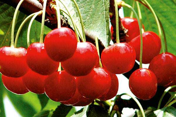 多吃樱桃上火吗,冰糖煮樱桃上火吗