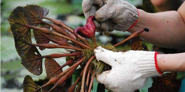 广东可以种菱角吗,菱角不用土可以长吗