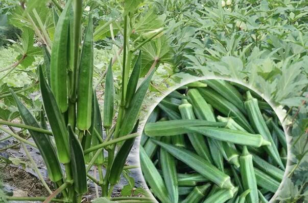 秋葵种子多少钱一斤,秋葵种子哪种好