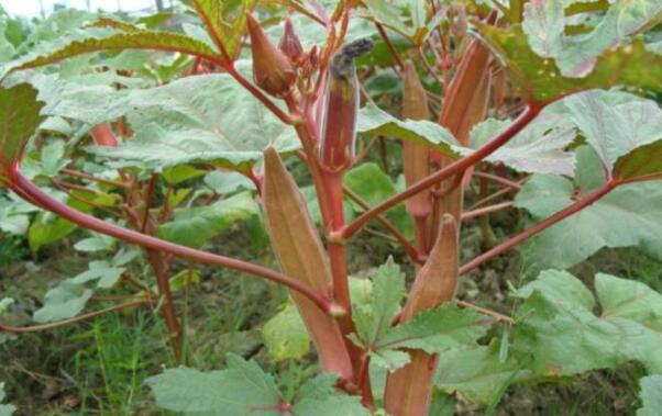 秋葵种子多少钱一斤,秋葵种子哪种好