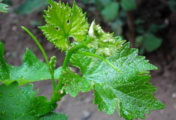 葡萄籽怎么种出小苗,新鲜的葡萄籽怎么种