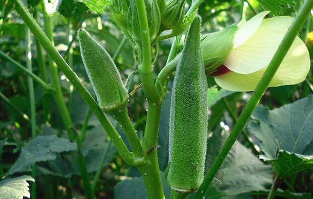 秋葵是什么菜,秋葵是什么季节的蔬菜